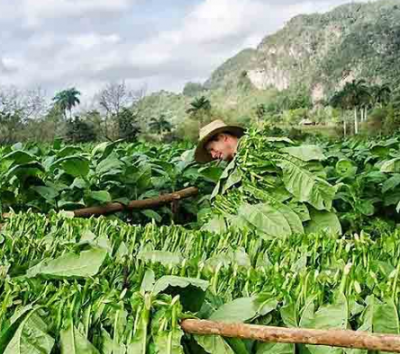 圣达菲天然烟草公司为美国烟农捐赠10万美元