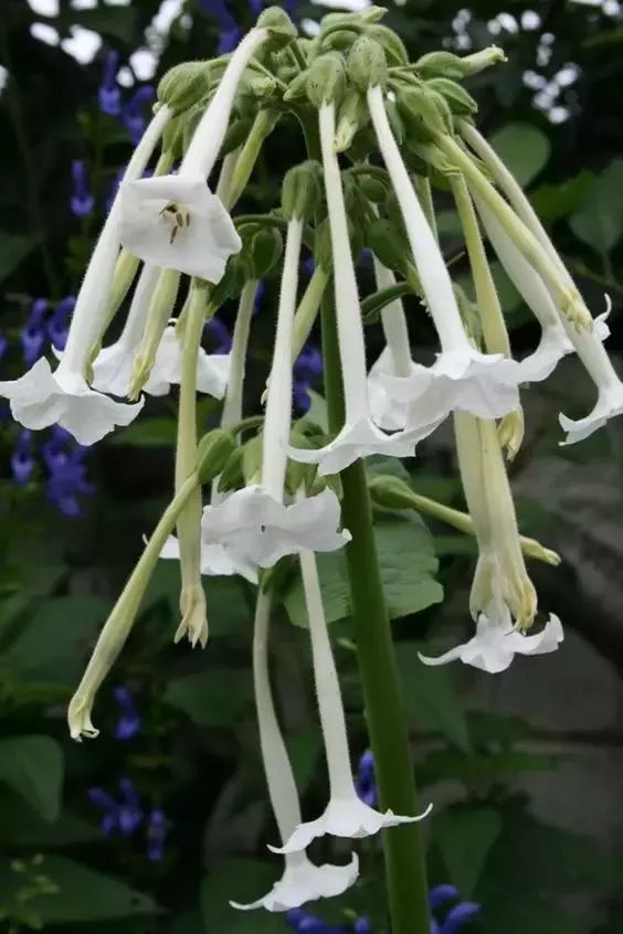 漂亮烟草花欣赏