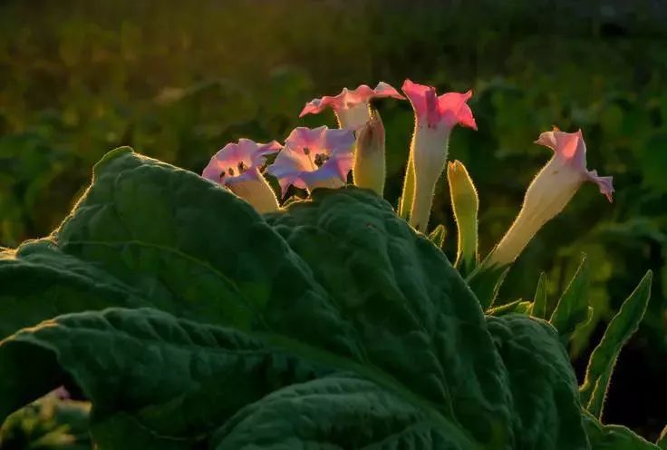 漂亮烟草花欣赏