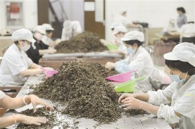 高端机制雪茄“战神”（荣耀）研发生产工作纪实